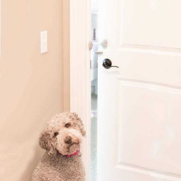 Door Paw-tector for Dogs I87107