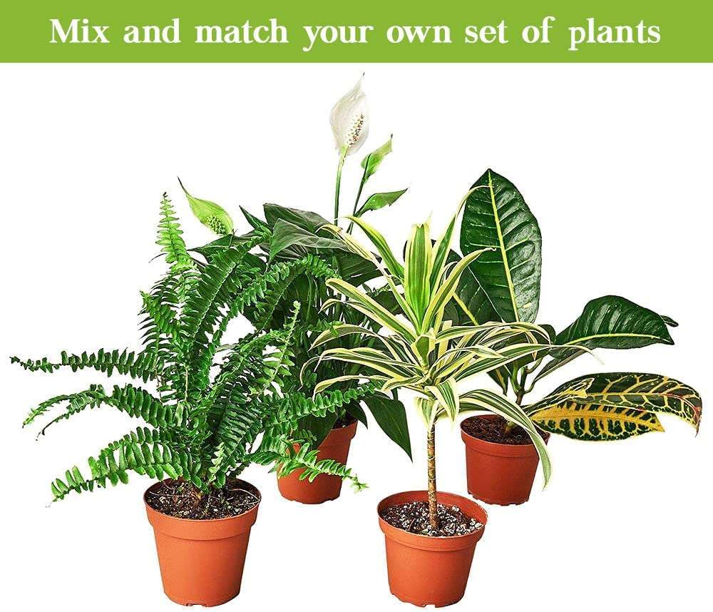 Alocasia Tiny Dancer Live Plant in 4'' & 6'' Pot X6185