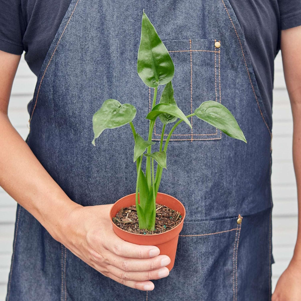 Alocasia Tiny Dancer Live Plant in 4'' & 6'' Pot X6185