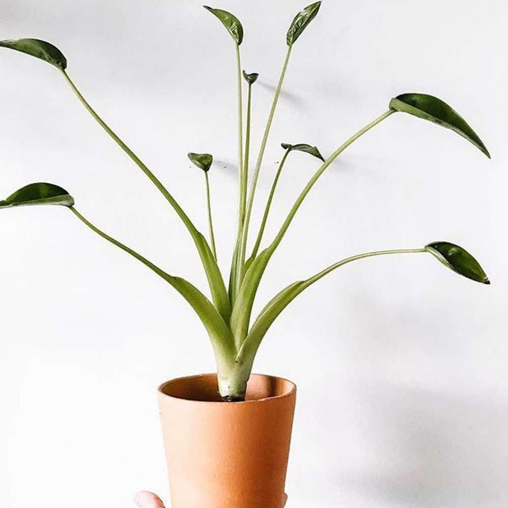 Alocasia Tiny Dancer Live Plant in 4'' & 6'' Pot X6185