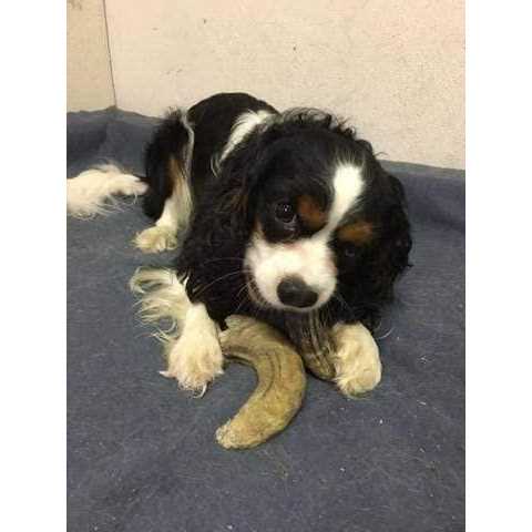 Small Lamb Horn with Marrow Dog Chew G589673