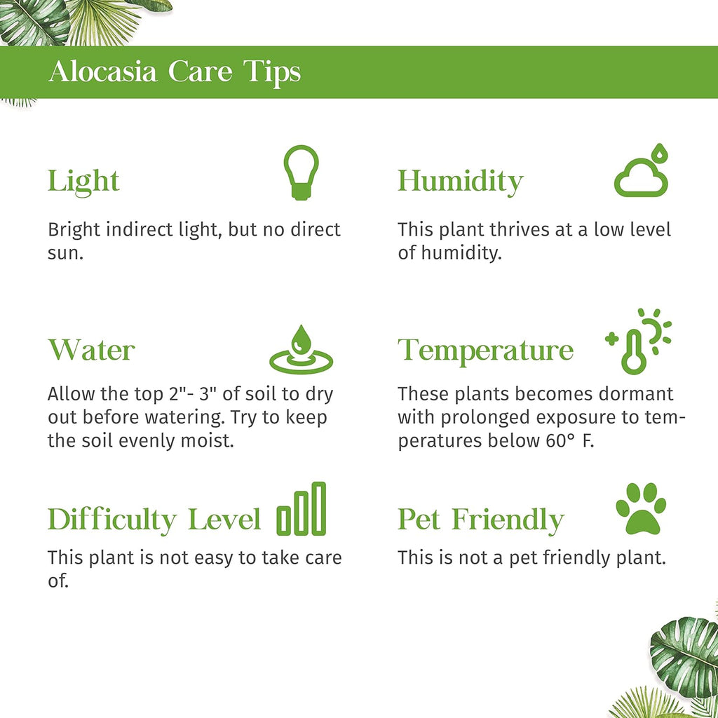 Alocasia Tiny Dancer Live Plant in 4'' & 6'' Pot X6185