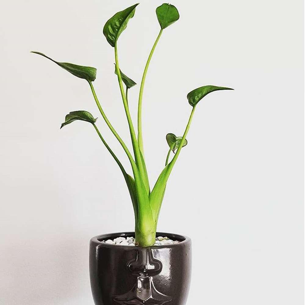 Alocasia Tiny Dancer Live Plant in 4'' & 6'' Pot X6185