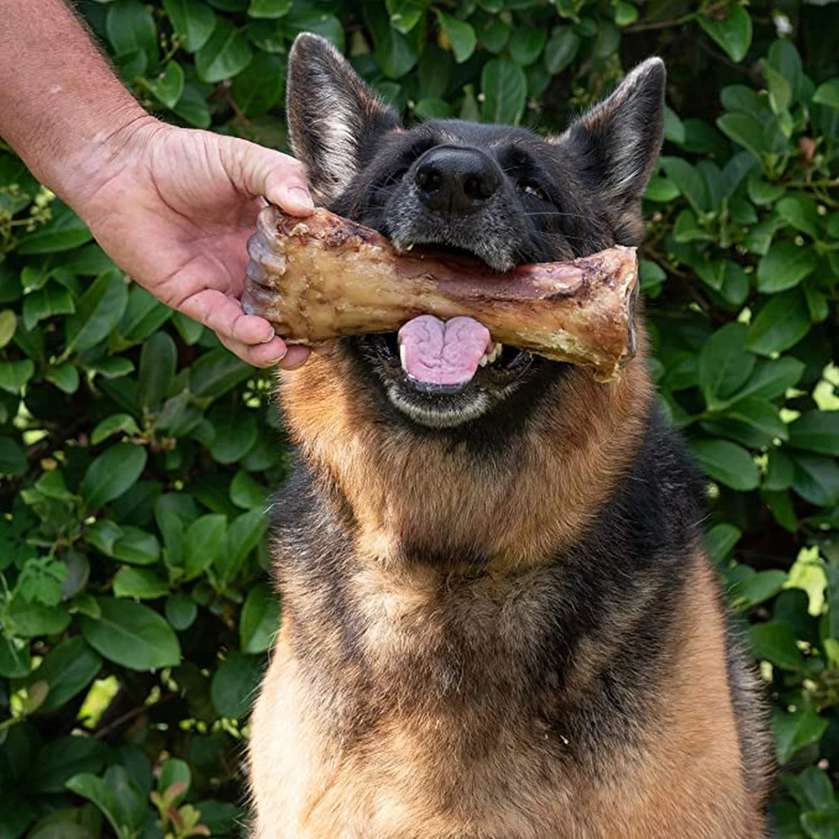 8 Inch 3 Pack All-Natural Meaty Dog Bones I401