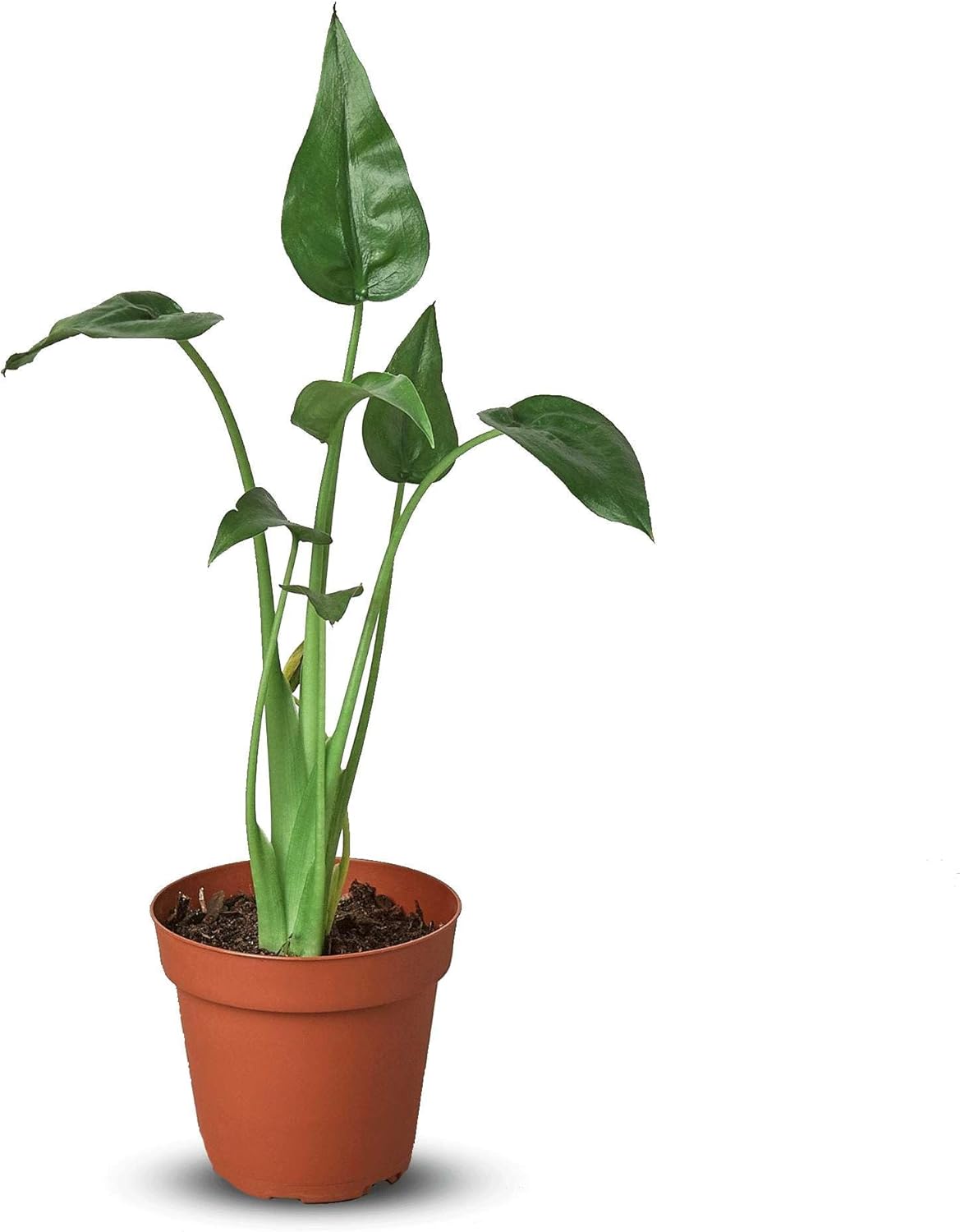 Alocasia Tiny Dancer Live Plant in 4'' & 6'' Pot X6185
