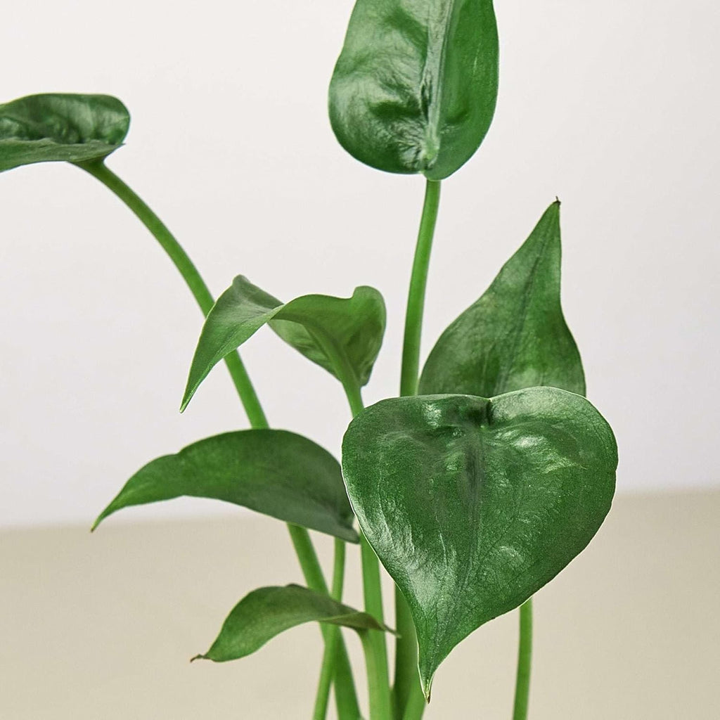 Alocasia Tiny Dancer Live Plant in 4'' & 6'' Pot X6185