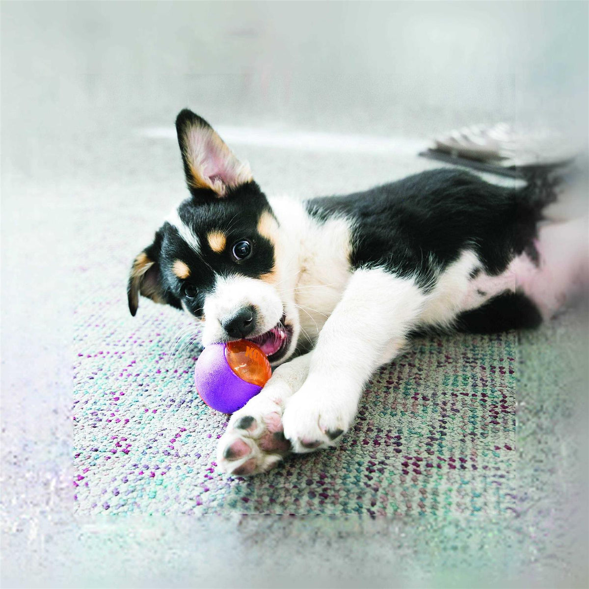 Squeezz Action Ball Dog Toy B9763