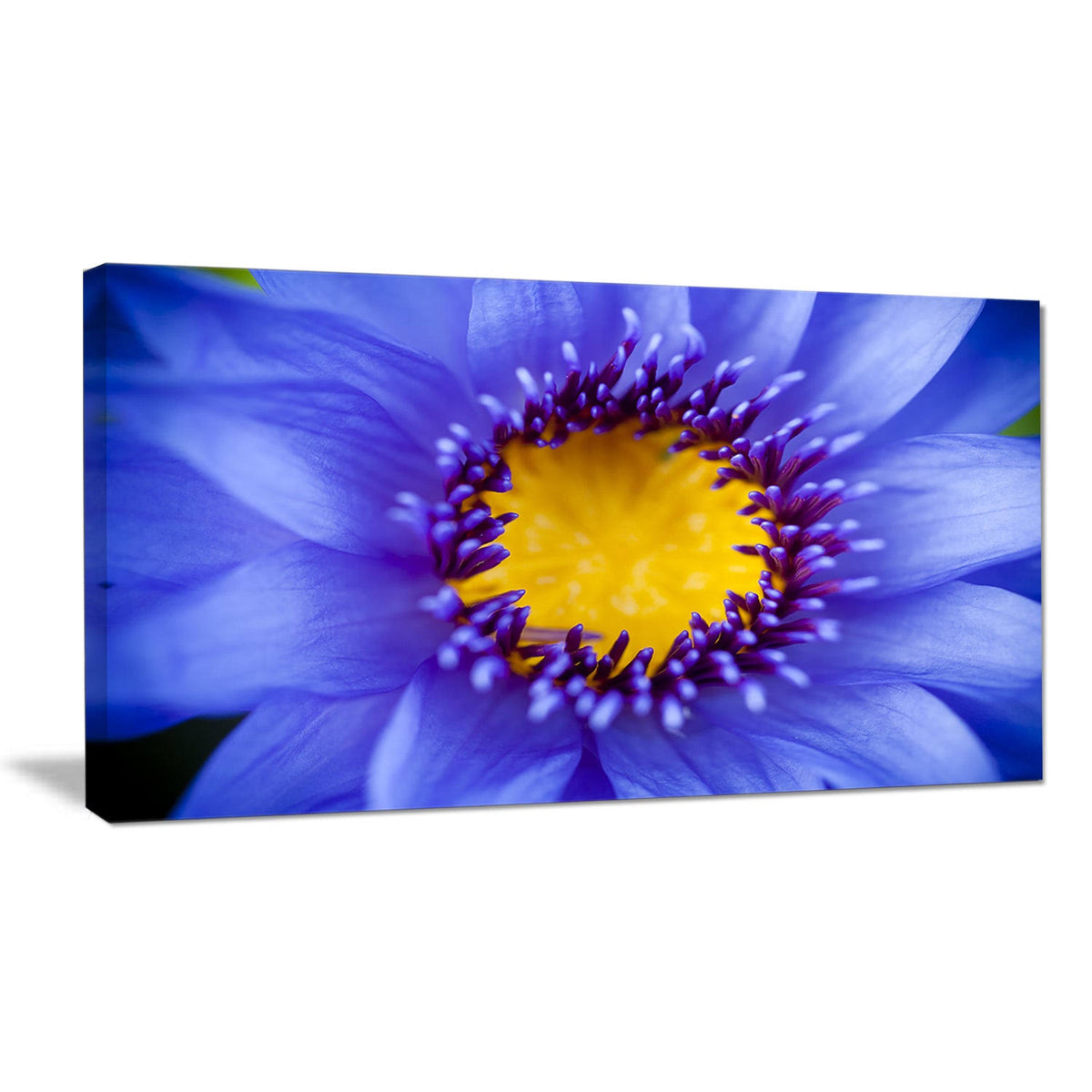 5 Piece Graphic Art on Wrapped Canvas Set S164