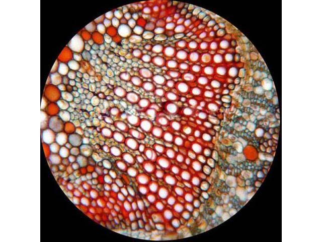 40X-1600X Trinocular Microscope with 8MP Camera H9683